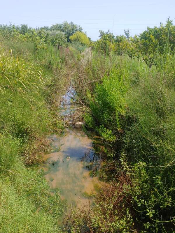 Marjalería Acequias Senillar