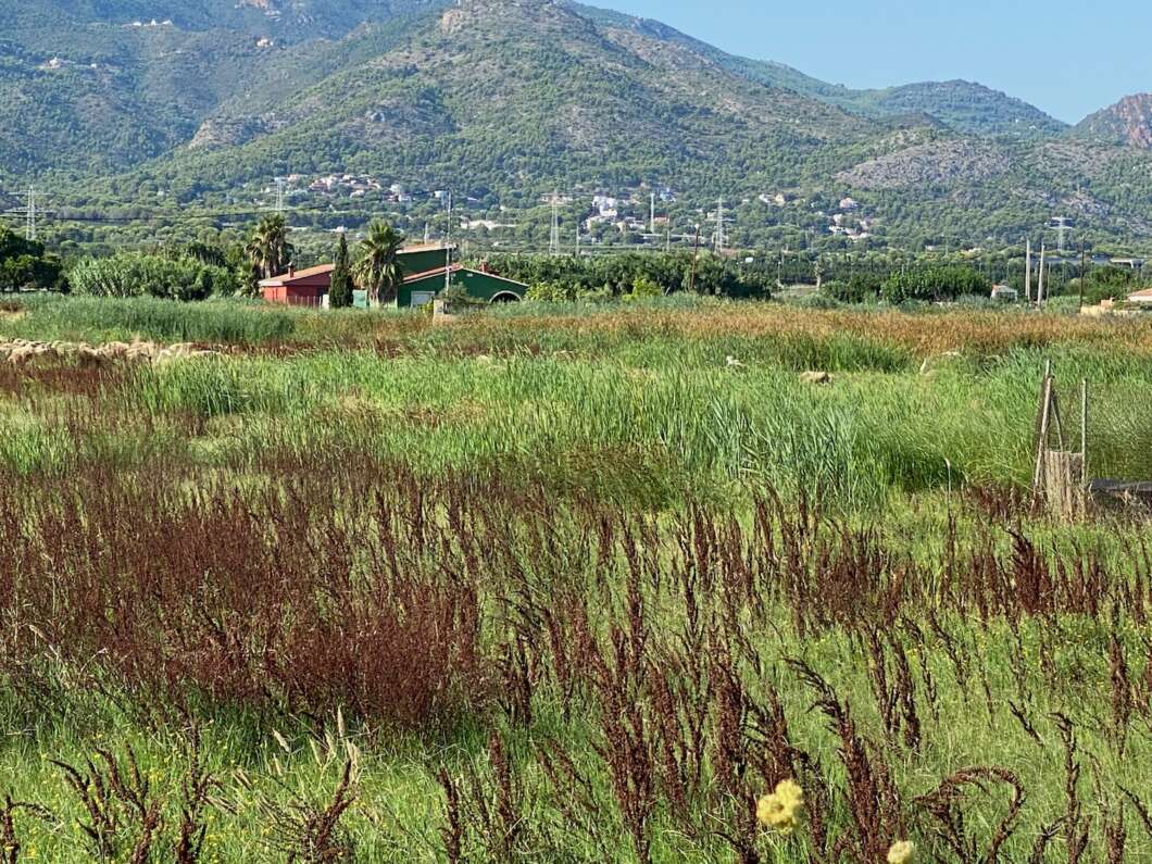 Marjalería Castelló Inundaciones