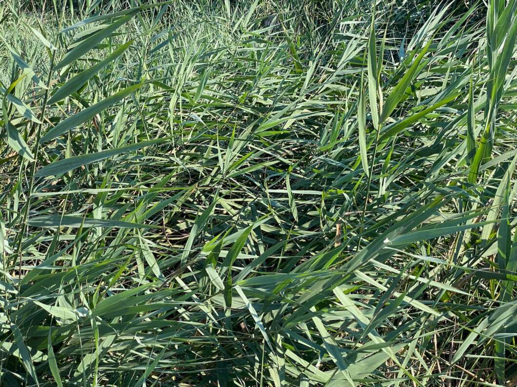 Marjalería Castelló Inundaciones