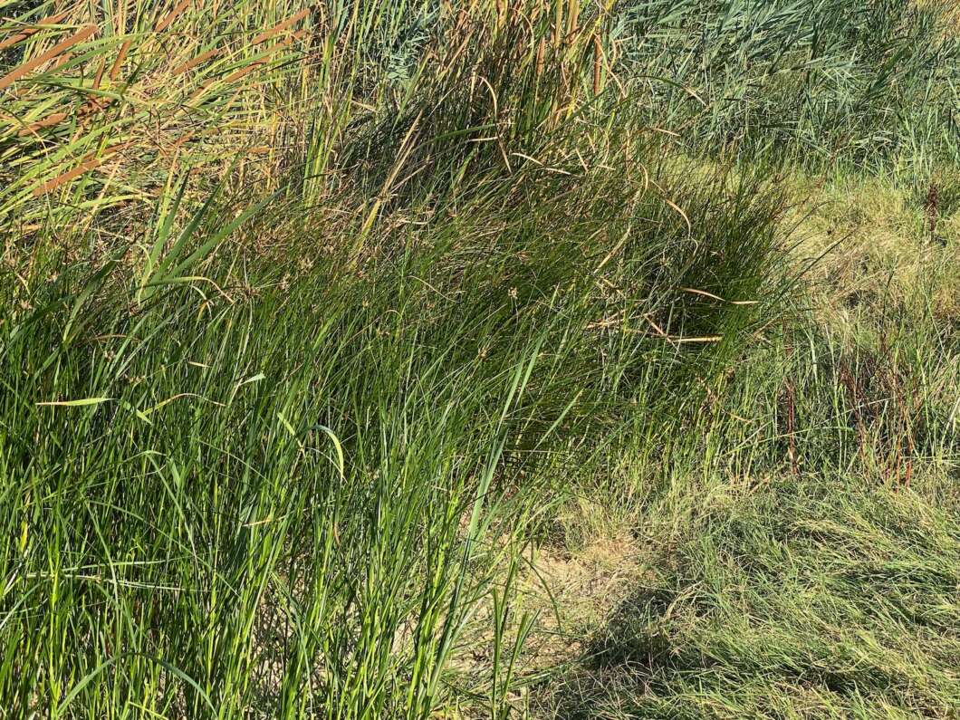 Marjalería Castelló Inundaciones