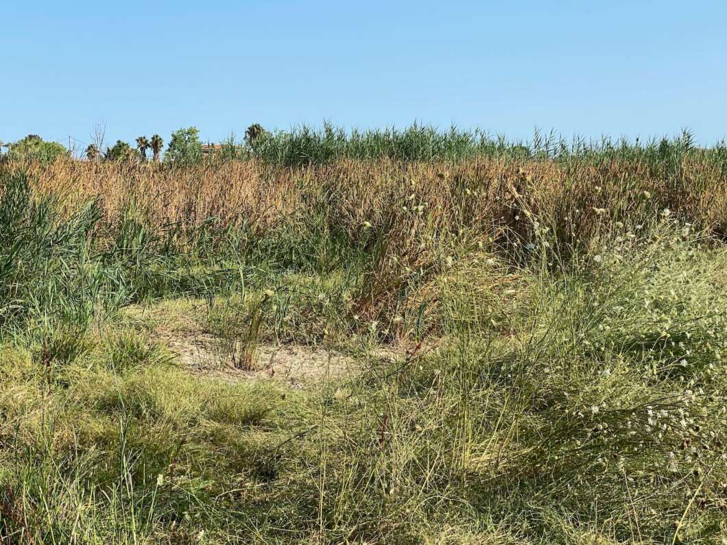 Marjalería Castelló Inundaciones
