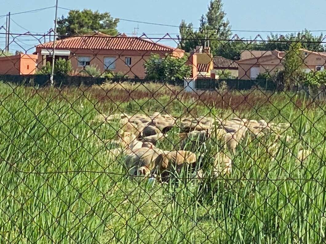 Marjalería Castelló Inundaciones