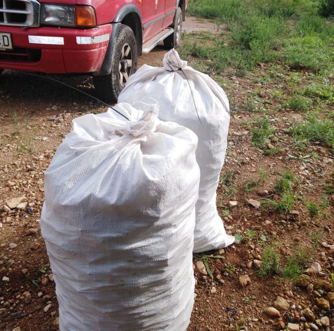 Robo algarrobas Sant Jordi