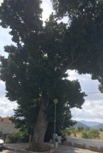 1207 om carrer tremedal