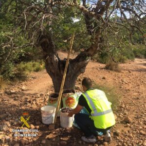 20160924 Roca Castellón, dos investigados en Borriol por hurto algarrobas