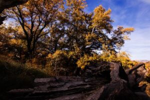 5087 20-11-16 BENASSAL_1