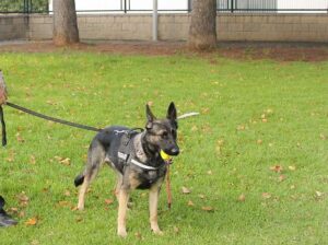 Ayuntamiento Onda, Gala y Agente Policía local