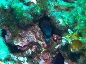 Buceo columbretes barracuda 5