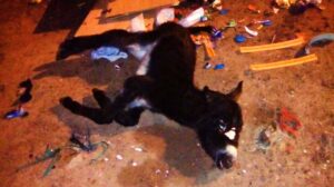 Burro muerto en San Agustin Castellon  2017-03-03 a las 0