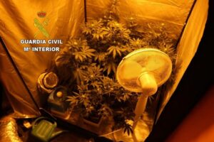 Chilches, cultivo de marihuana 2 PRENSA (1)