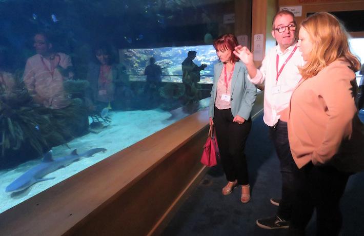 Contemplando el tiburón.