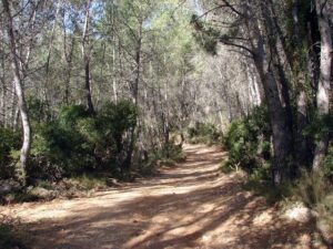 cami forestal Cabanes