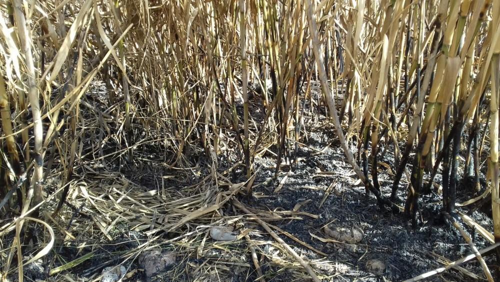 Detall de canyes cremades 3 (2)