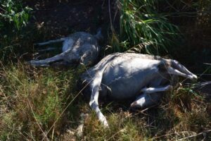 Ovejas muertas mijares