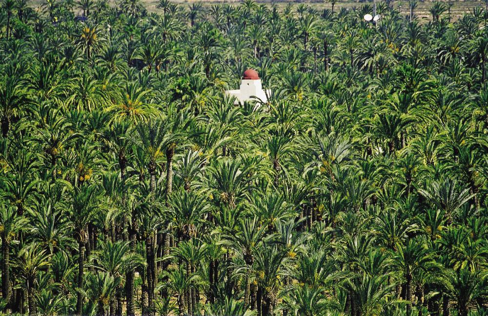 El-Palmeral-de-Elche-(Alicante),-declarado-Patrimonio-de-la-Humanidad,-uno-de-los-recursos-incluidos-en-el-visor-cartográfico