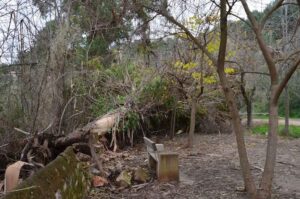 Eucalipto-caído-I-2