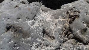 Excrements-de-llúdria-a-la-vora-del-riu-Millars