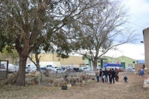 FERIA_SECCION_GANADERIA