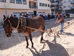 Fira Agrícola de Nules.