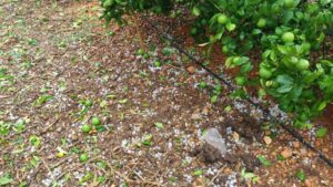 Pedrisco Torreblanca