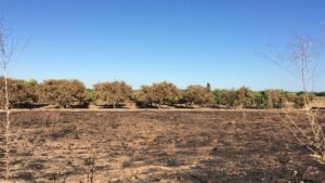 IMG-20170701-WA0004 (1)