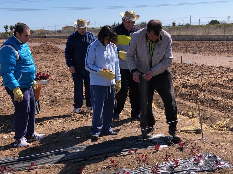 Huerto Urbano Mas D Enriera Castellon