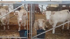 Fira de la Magdalena Vilafranca