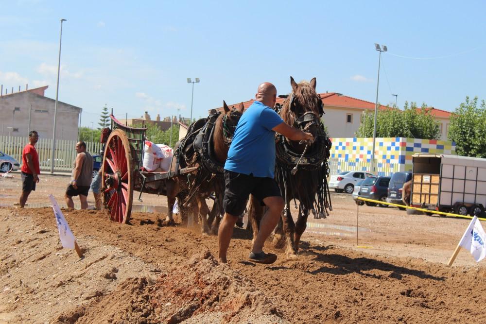Campaña clementinas Castellon 271219