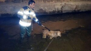 Perro rescatado Castellon 2017-03-03 a las 0