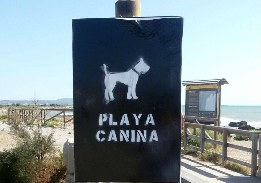 Playa canina h