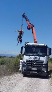 Poni muerto desembocadura Millars