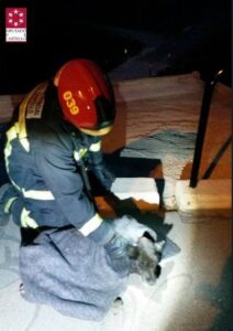Rescate perro CPB 2 120817