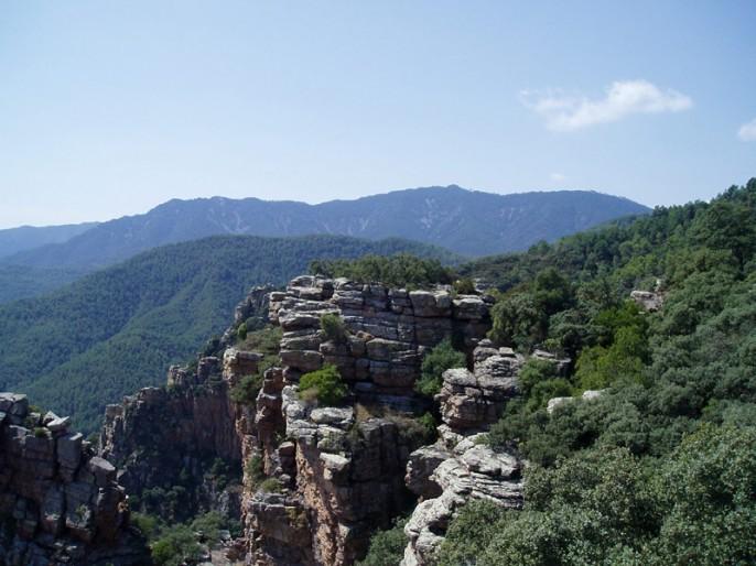 El Parque Natural de la Sierra de Espadán recupera una de helecho que estaba en peligro - Castellon Información