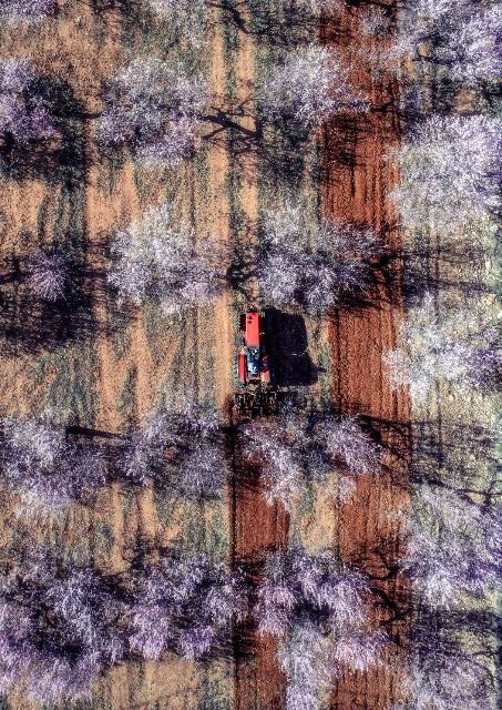 Simetria agricola copia