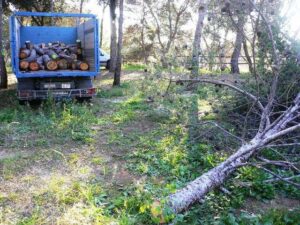 Tala de los pinos afectados por el tomicuos en el paraje de Santa Quitèria