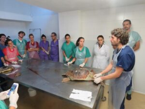 Taller de tortuga 1
