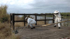 Treballadors-del-Servei-de-Manteniment-del-Consorci-buscant-els-nius-de-les-vespes