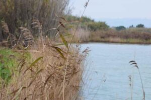 Vegetació-en-procés-de-dessecació-2