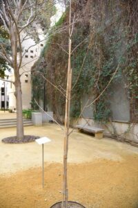 arbol holocaustode les corts