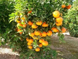 clementinas en un árbol