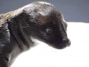 cría_león_marino_2