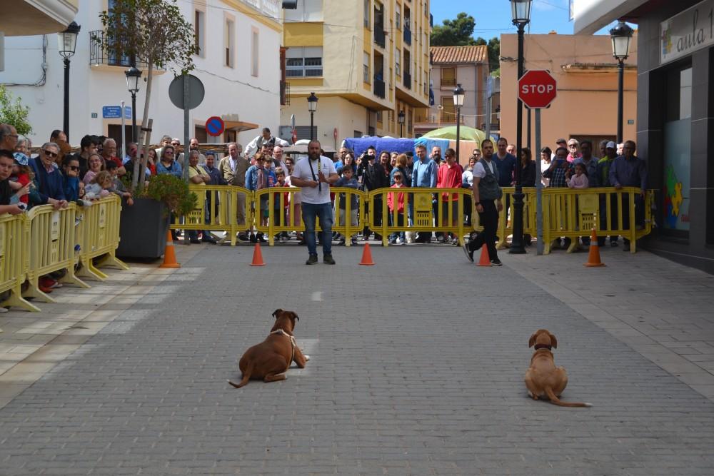 exhibición canina