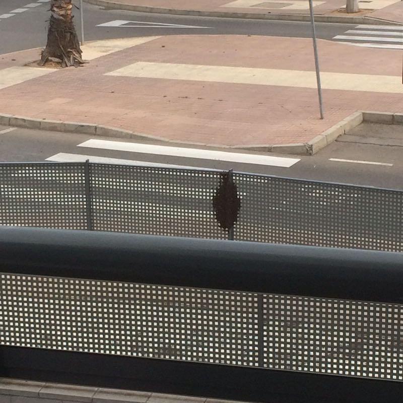 panal doctor vicente altava3