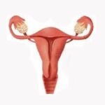 salud_ovario