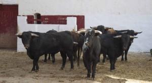 toro 1COndedeMayalde-960x529