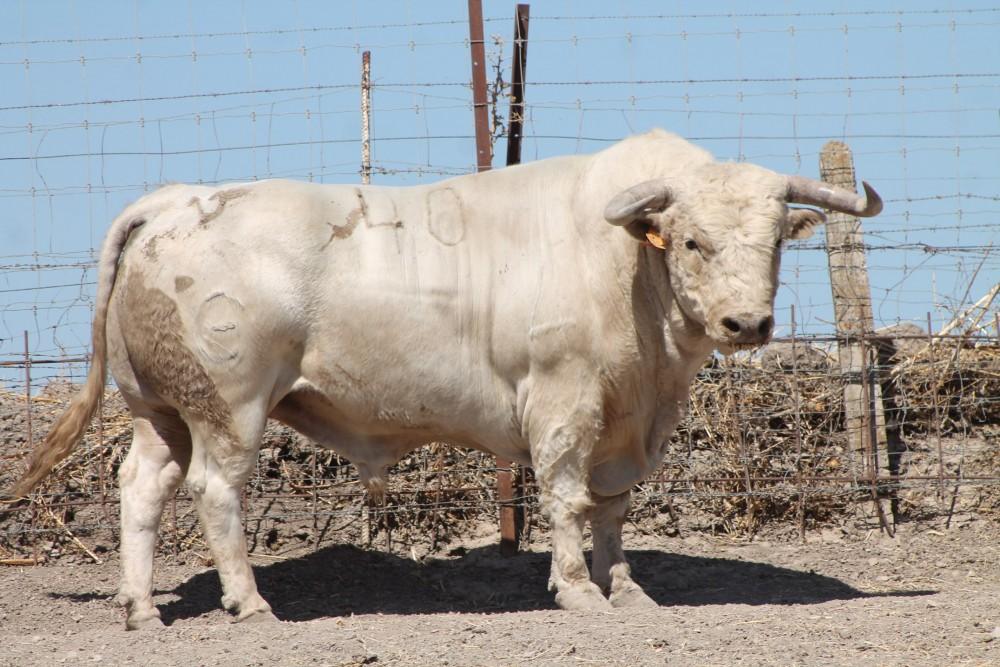 Bou del Poble Almassora