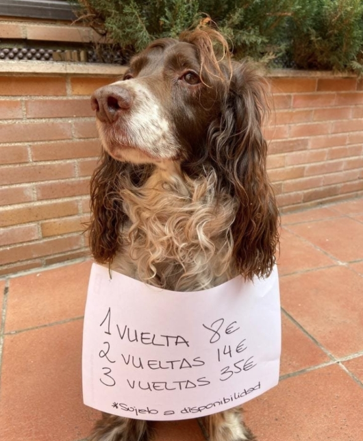 #coronavirus perros agotados