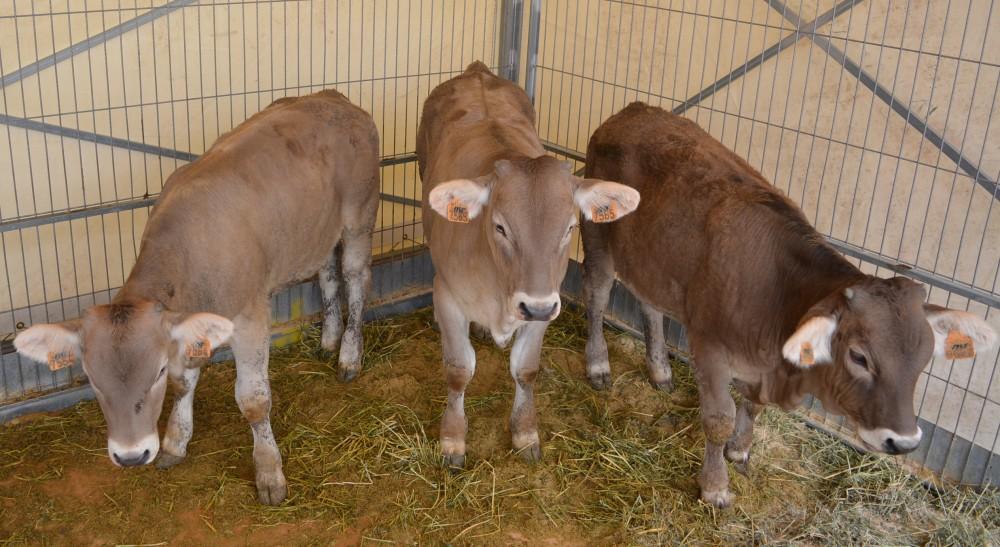 763a Fira de Morella