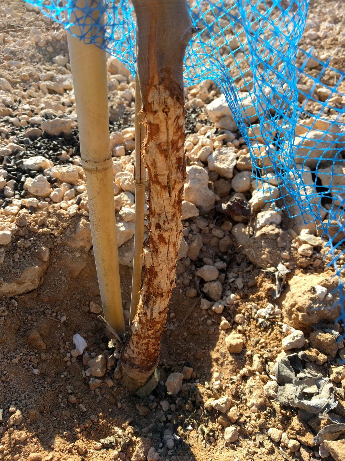 Daños almendro prohibición caza