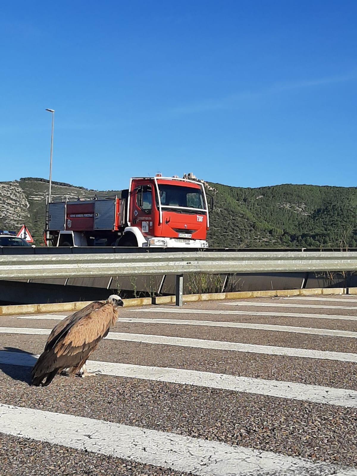 Alcalà, buitre desorientado